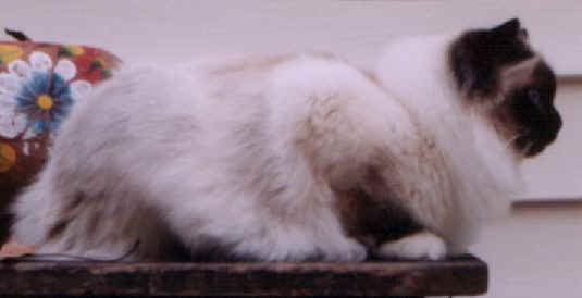 cats11.jpg (10931 bytes)