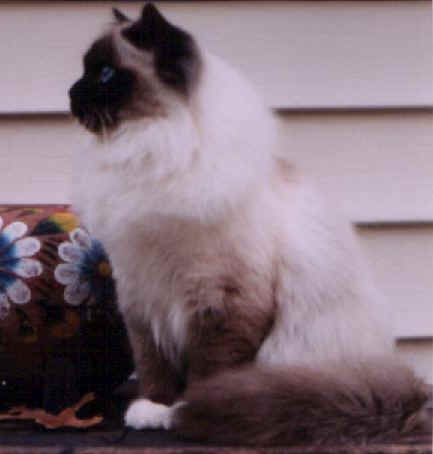 cats12.jpg (13532 bytes)