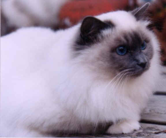 cats13.jpg (17152 bytes)