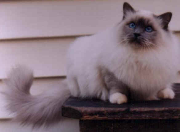 cats14.jpg (14395 bytes)