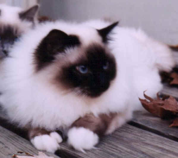 cats15.jpg (21023 bytes)