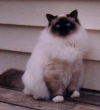 cats16.jpg (8055 bytes)