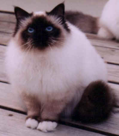 cats17.jpg (12554 bytes)