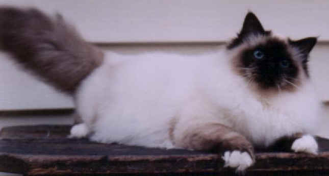 cats18.jpg (13996 bytes)