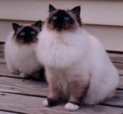 cats20.jpg (11721 bytes)