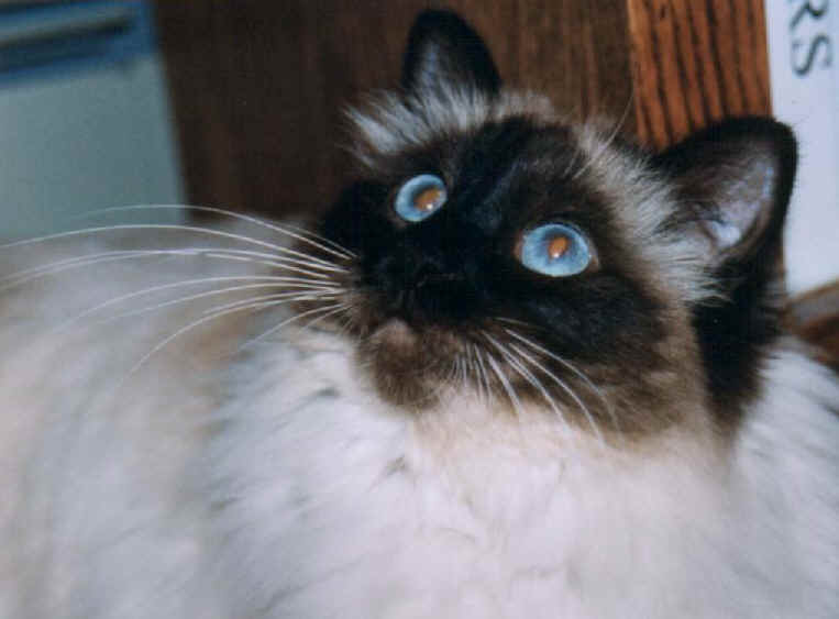 cats21.jpg (28114 bytes)