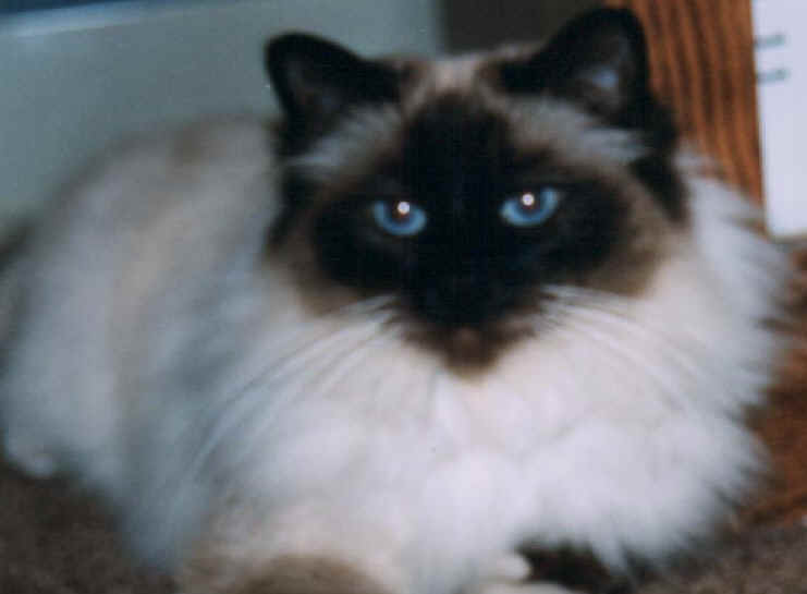 cats22.jpg (21408 bytes)