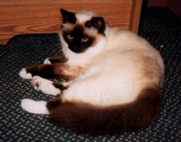 cats23.jpg (24795 bytes)