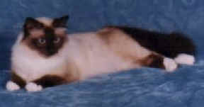 cats24.jpg (4340 bytes)