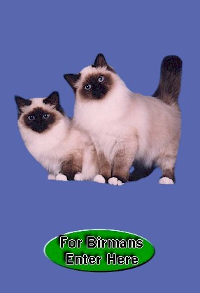 Click Here For Birmans